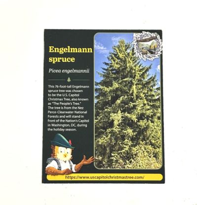 Picture of 2026 Capitol Christmas Tree Card